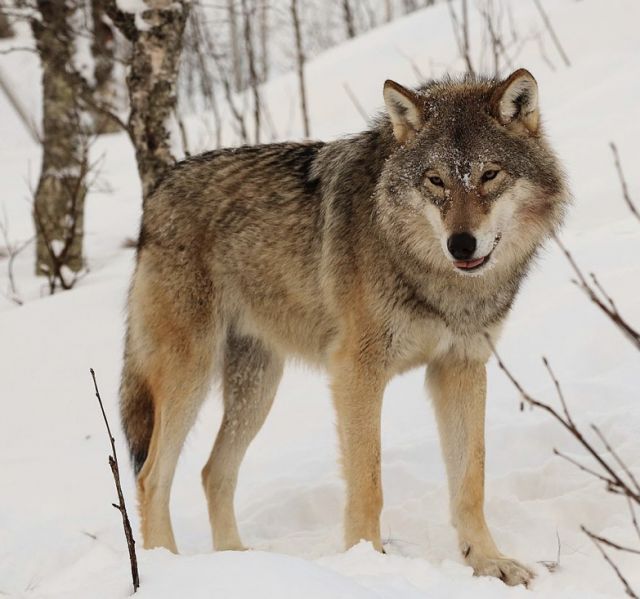 Wolf Wolf